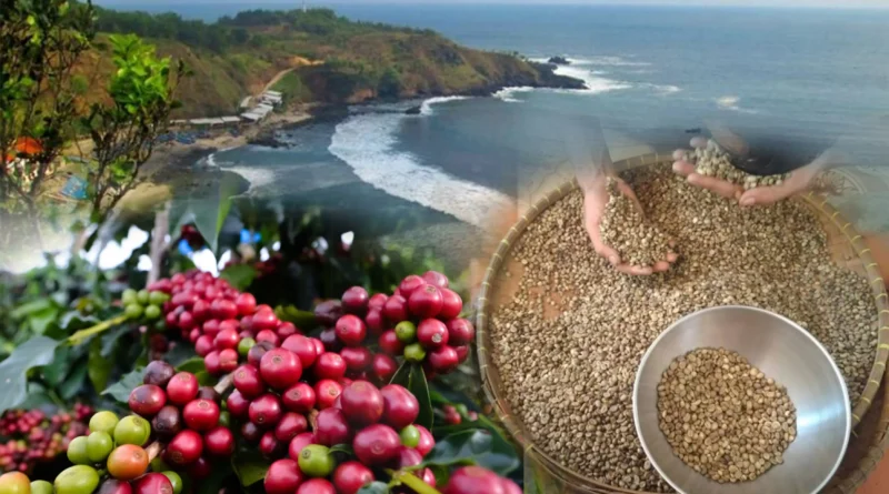 Destinasi Terbaik Bagi Wisatawan Pecinta Kopi