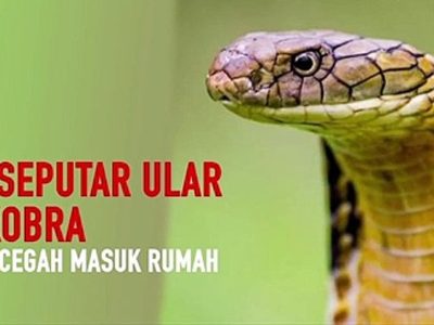 Fakta Menarik Ular Kobra