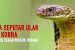 Fakta Menarik Ular Kobra