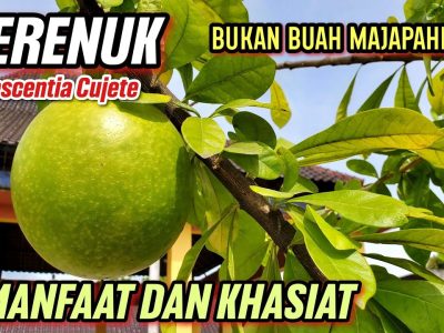 Manfaat Tradisional Buah Berenuk Yang Belum Banyak Orang Tau