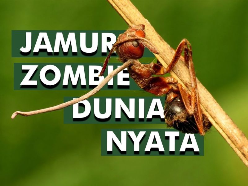Parasit Unik Jamur Ophiocordyceps