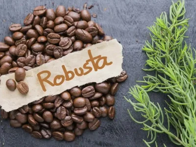 Ciri Khas Kopi Robusta