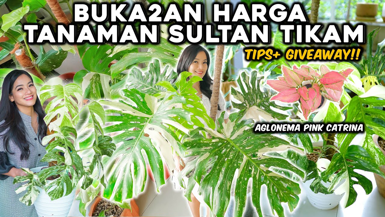 Nilai Jual Tanaman Monstera