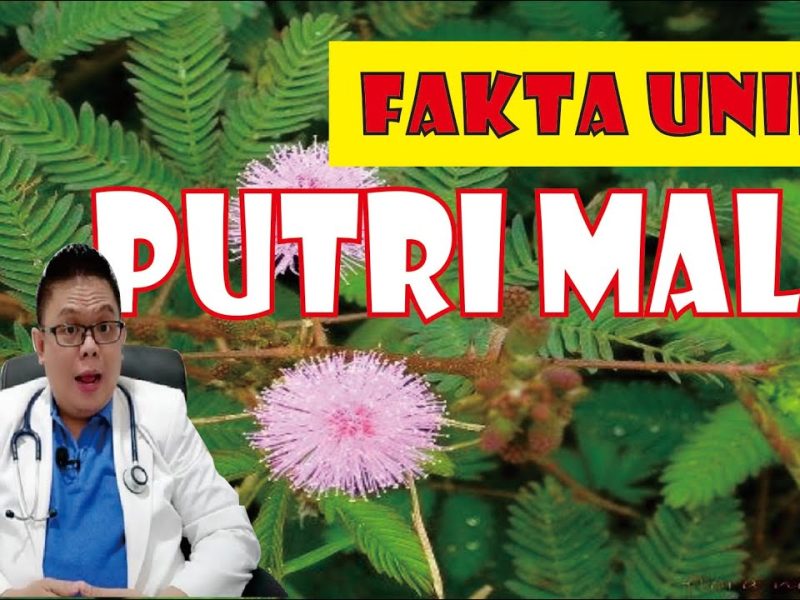Keunikan Tanaman Putri Malu