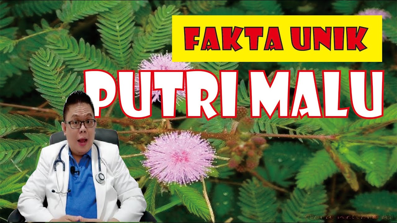 Keunikan Tanaman Putri Malu Yang Sensitif Dan Menakjubkan