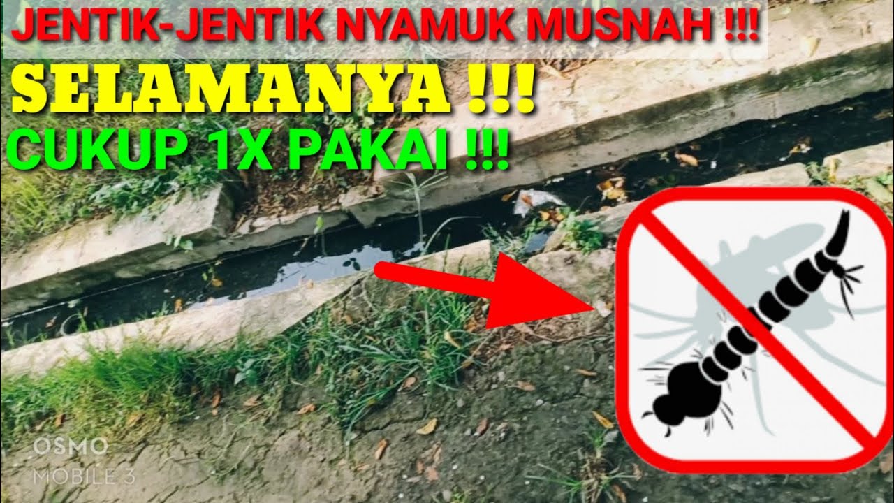 Cara Kerja Obat Abate Dalam Membasmi Jentik Nyamuk