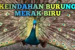 Keindahan Burung Merak