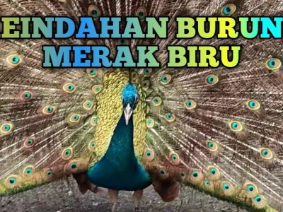Keindahan Burung Merak: Adaptasi Warna Dalam Dunia Satwa
