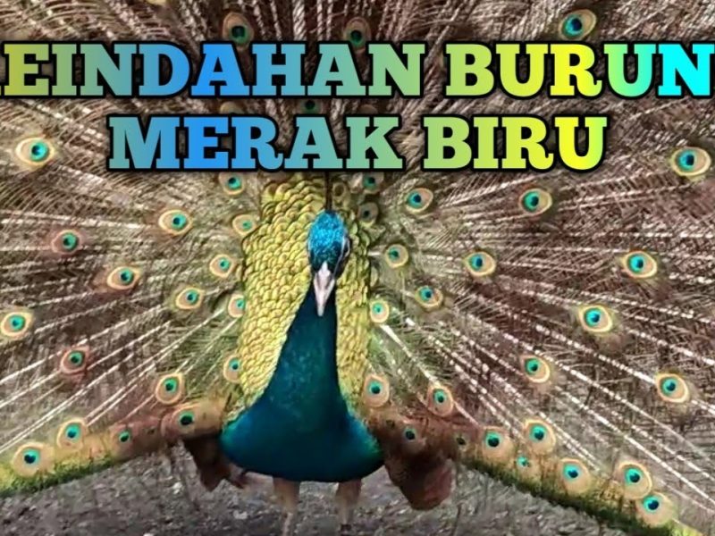 Keindahan Burung Merak