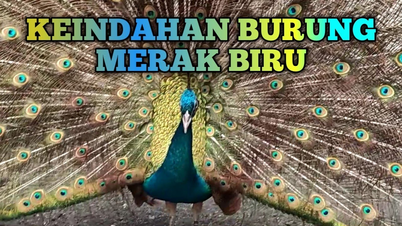 Keindahan Burung Merak