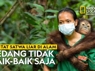 Melihat Kehidupan Satwa Liar