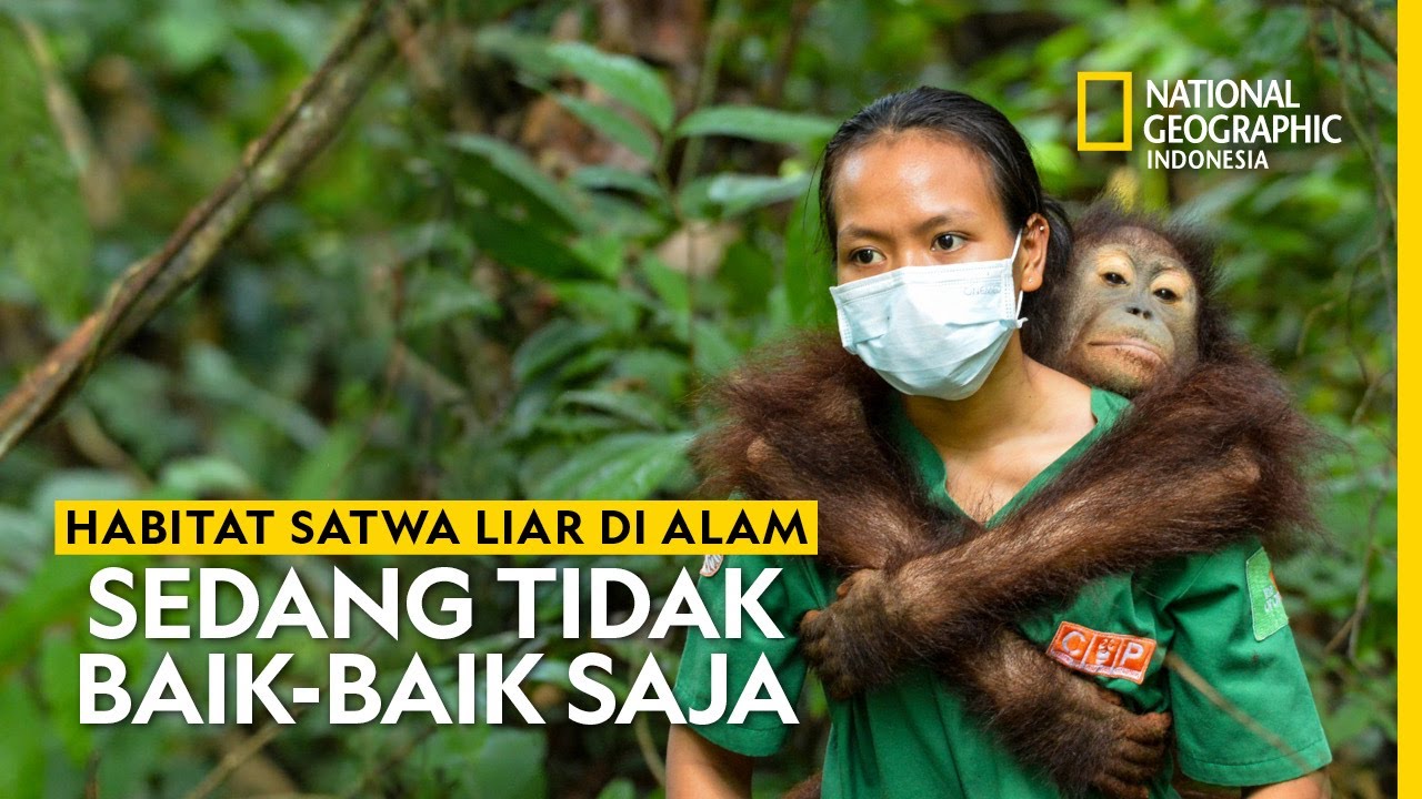 Melihat Kehidupan Satwa Liar