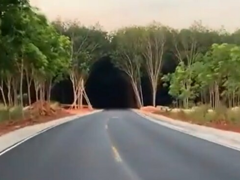 Keunikan Terowongan Pepohonan