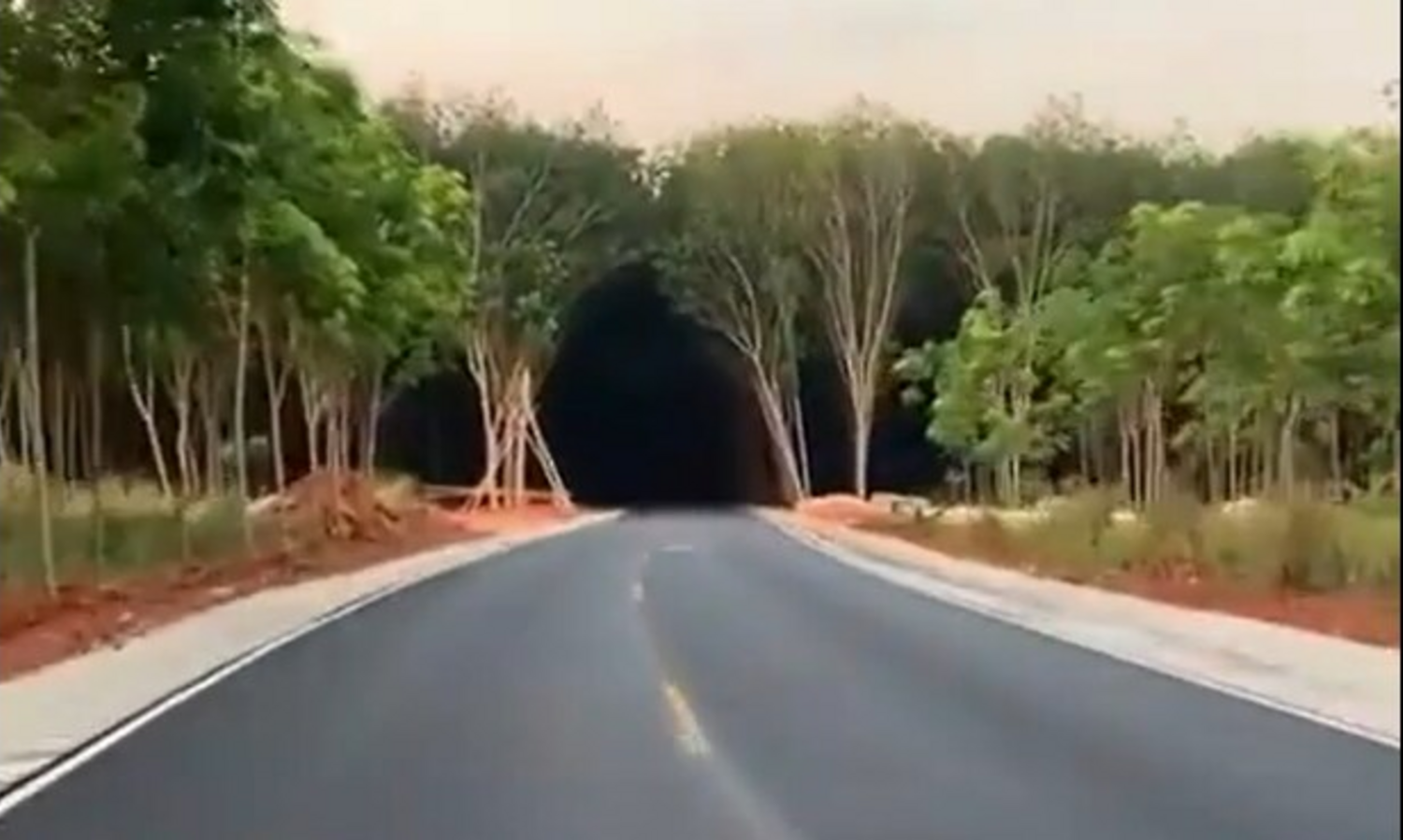 Keunikan Terowongan Pepohonan Di Pahili Yang Wajib Dikunjungi