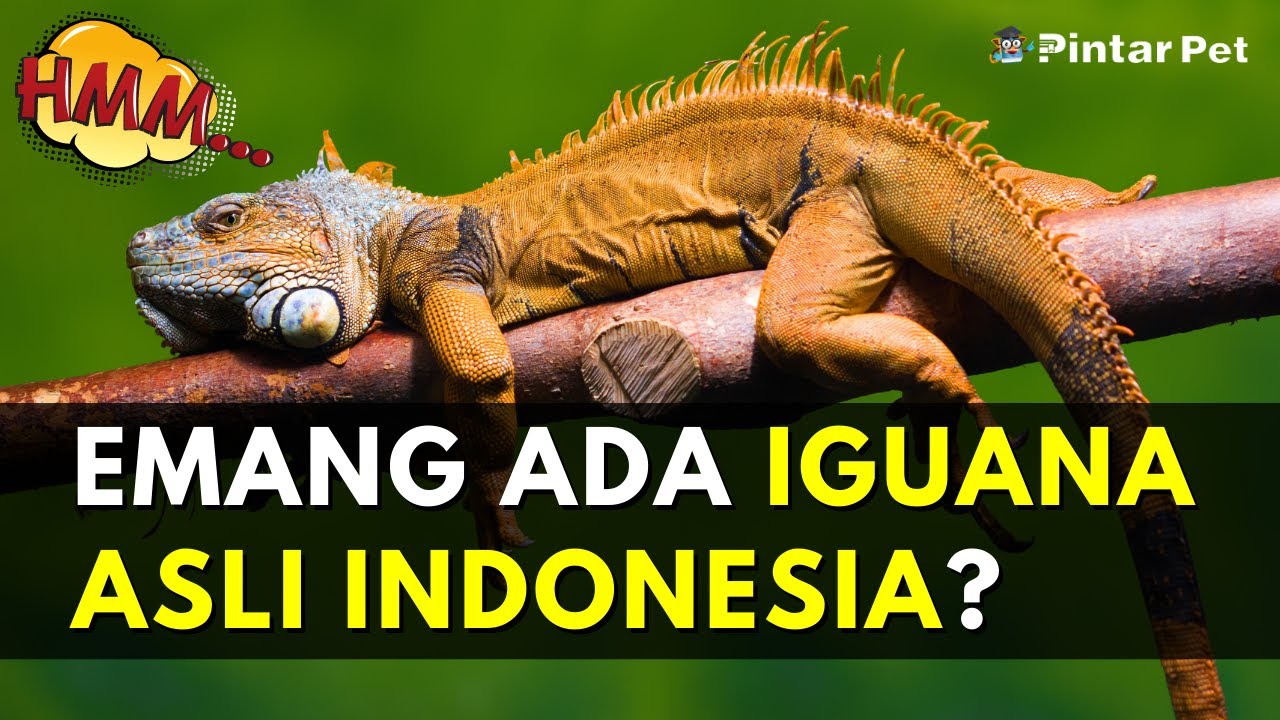 Fakta Unik Iguana: Reptil Eksotis Dengan Kemampuan Tak Biasa