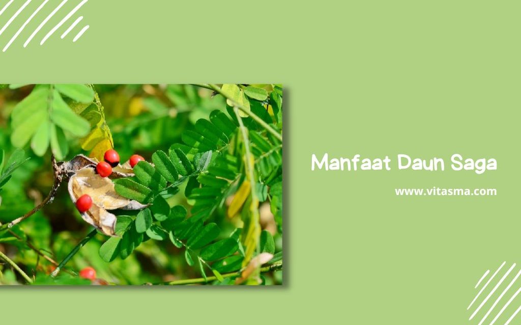 Pemanfaatan Daun Saga Untuk Pengobatan Tradisional Indonesia