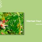 Pemanfaatan Daun Saga Untuk Pengobatan Tradisional Indonesia