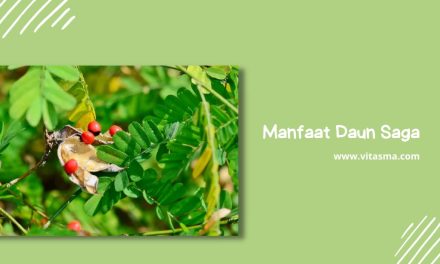 Pemanfaatan Daun Saga Untuk Pengobatan Tradisional Indonesia