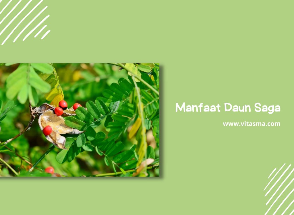 Pemanfaatan Daun Saga