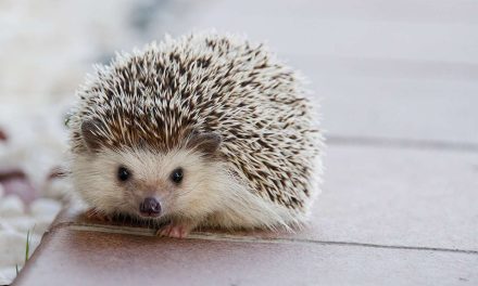 Hewan Landak Mamalia Unik Dengan Bulunya Yang Berduri