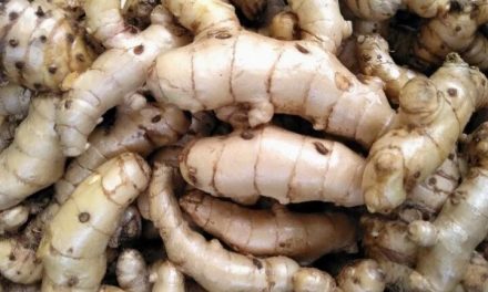 Potensi Curcuma Mangga Dapat Menetralkan Radikal Bebas