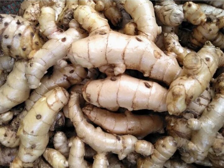 Potensi Curcuma Mangga Dapat Menetralkan Radikal Bebas