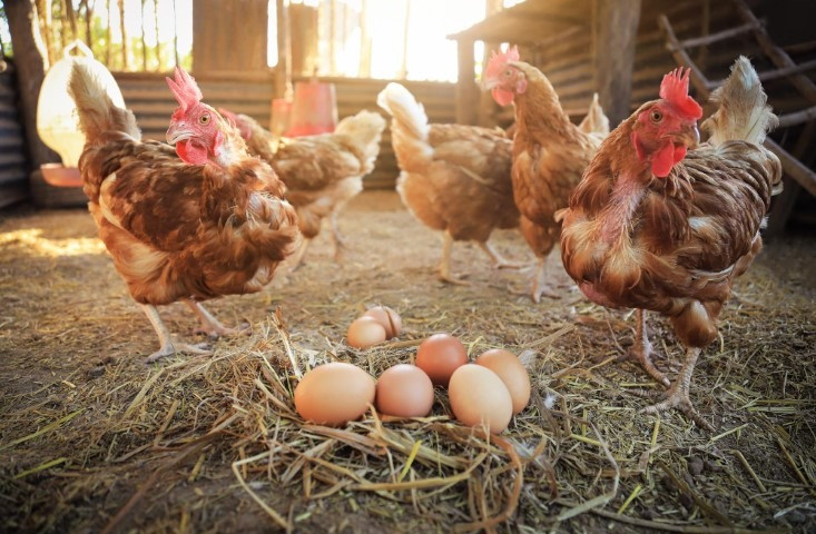 Usaha Ayam Petelur Bisa Untung Banyak Dalam Waktu Singkat