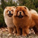 Anjing Chow Chow Memiliki Bulu Lebat, Simak Fakta Menariknya