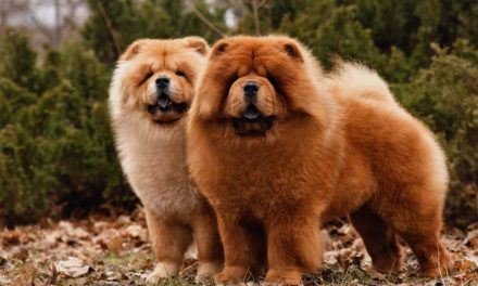 Anjing Chow Chow Memiliki Bulu Lebat, Simak Fakta Menariknya