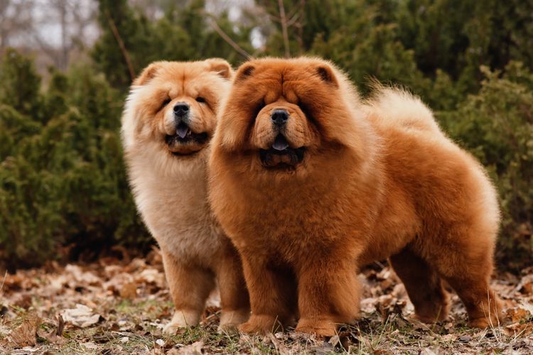 Anjing Chow Chow Memiliki Bulu Lebat, Simak Fakta Menariknya