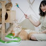 Cat Lovers, Harus Memahami Perilaku Dan Kebutuhan Kucing