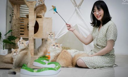 Cat Lovers, Harus Memahami Perilaku Dan Kebutuhan Kucing