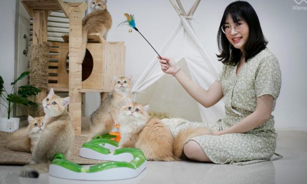 Cat Lovers, Harus Memahami Perilaku Dan Kebutuhan Kucing