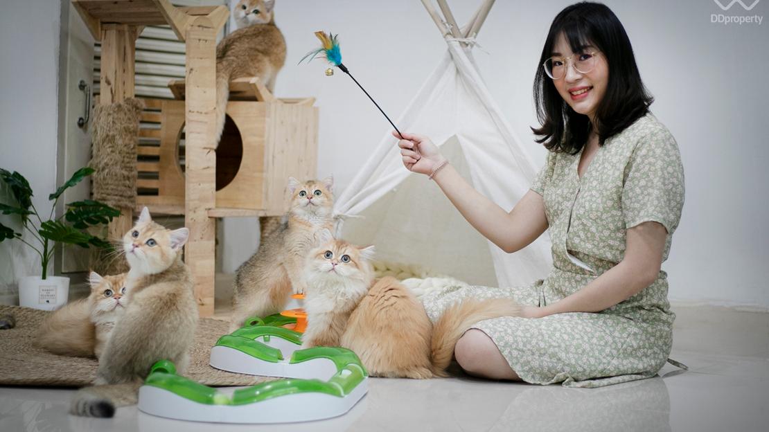 Cat Lovers, Harus Memahami Perilaku Dan Kebutuhan Kucing