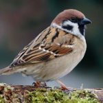 Fakta Unik Burung Gereja Yang Sering Kali Kita Jumpai
