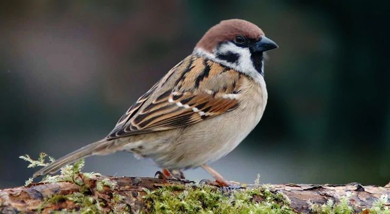 Fakta Unik Burung Gereja Yang Sering Kali Kita Jumpai