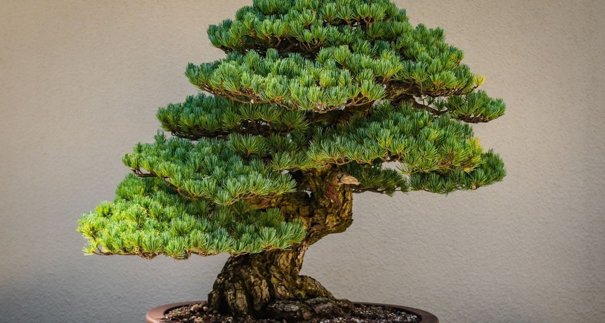 Tanaman Bonsai Memiliki Bentuk Yang Unik, Begini Tekniknya!
