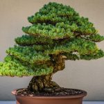 Tanaman Bonsai Memiliki Bentuk Yang Unik, Begini Tekniknya!
