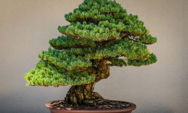 Tanaman Bonsai Memiliki Bentuk Yang Unik, Begini Tekniknya!