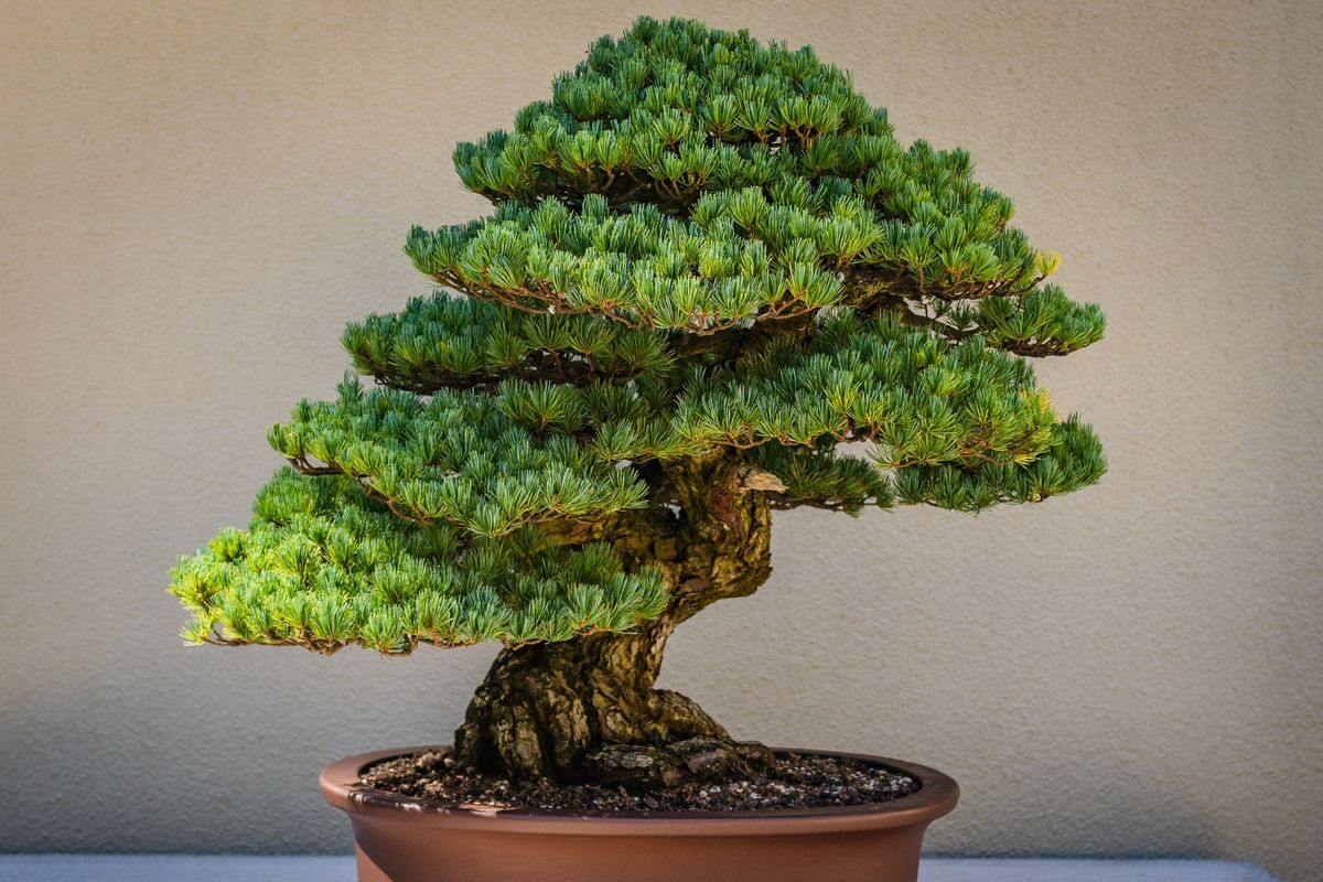 Tanaman Bonsai
