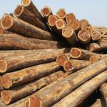 Jati, Kayu Dengan Kepadatan Dan Daya Tahan Sempurna