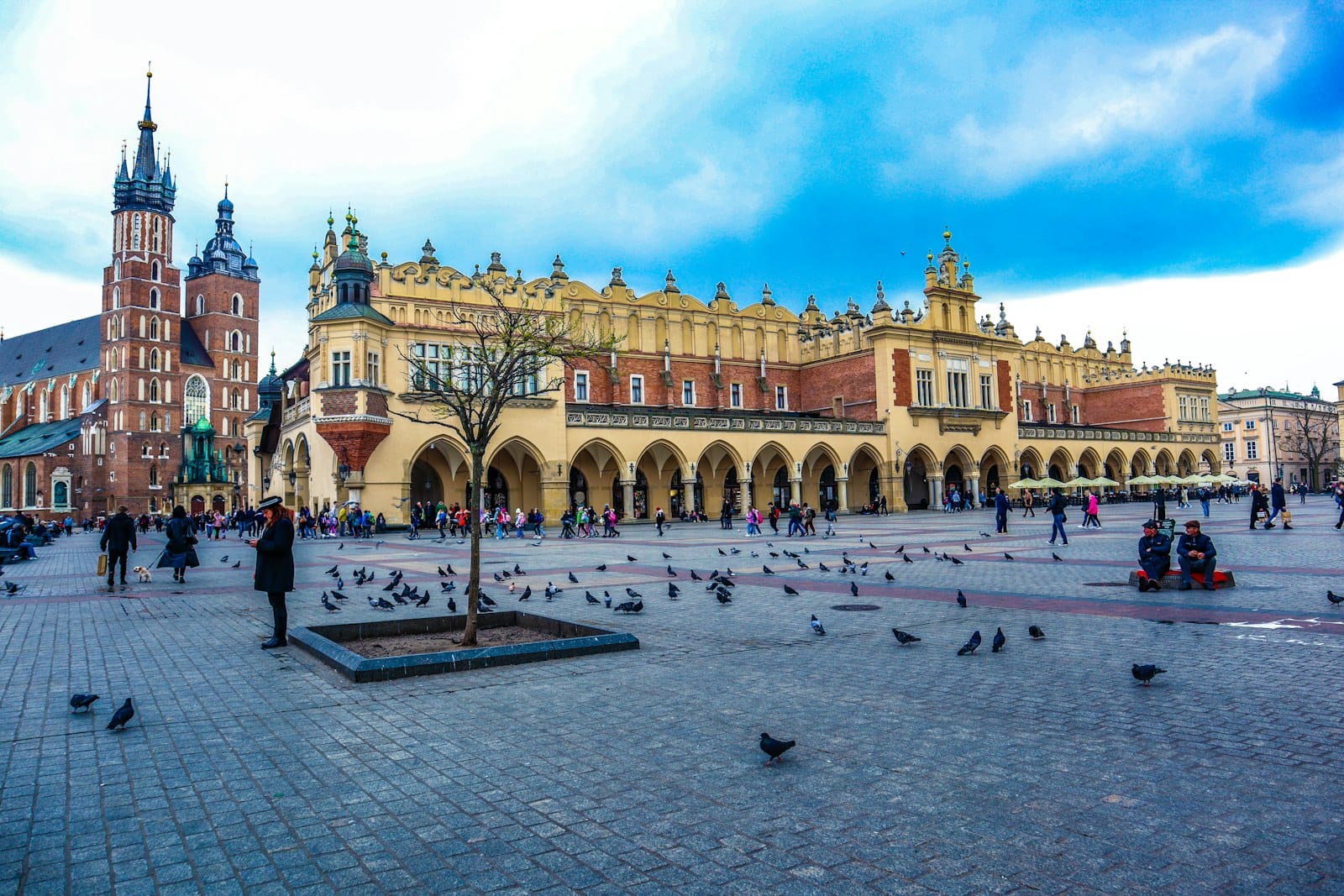 Kota Krakow